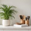 Styling station still life: white pot with green plant beside wooden cups holding hairbrushes and combs and a stack of p